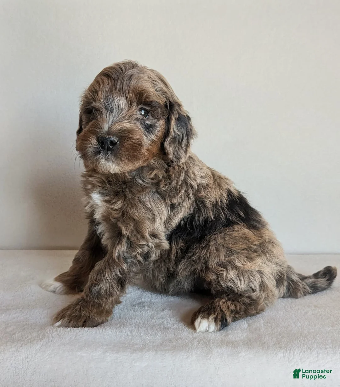 Cockapoo dogs for sale: Beau - Ad 2