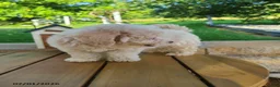 Bichpoo dogs for sale: Lonnie - Ad 4