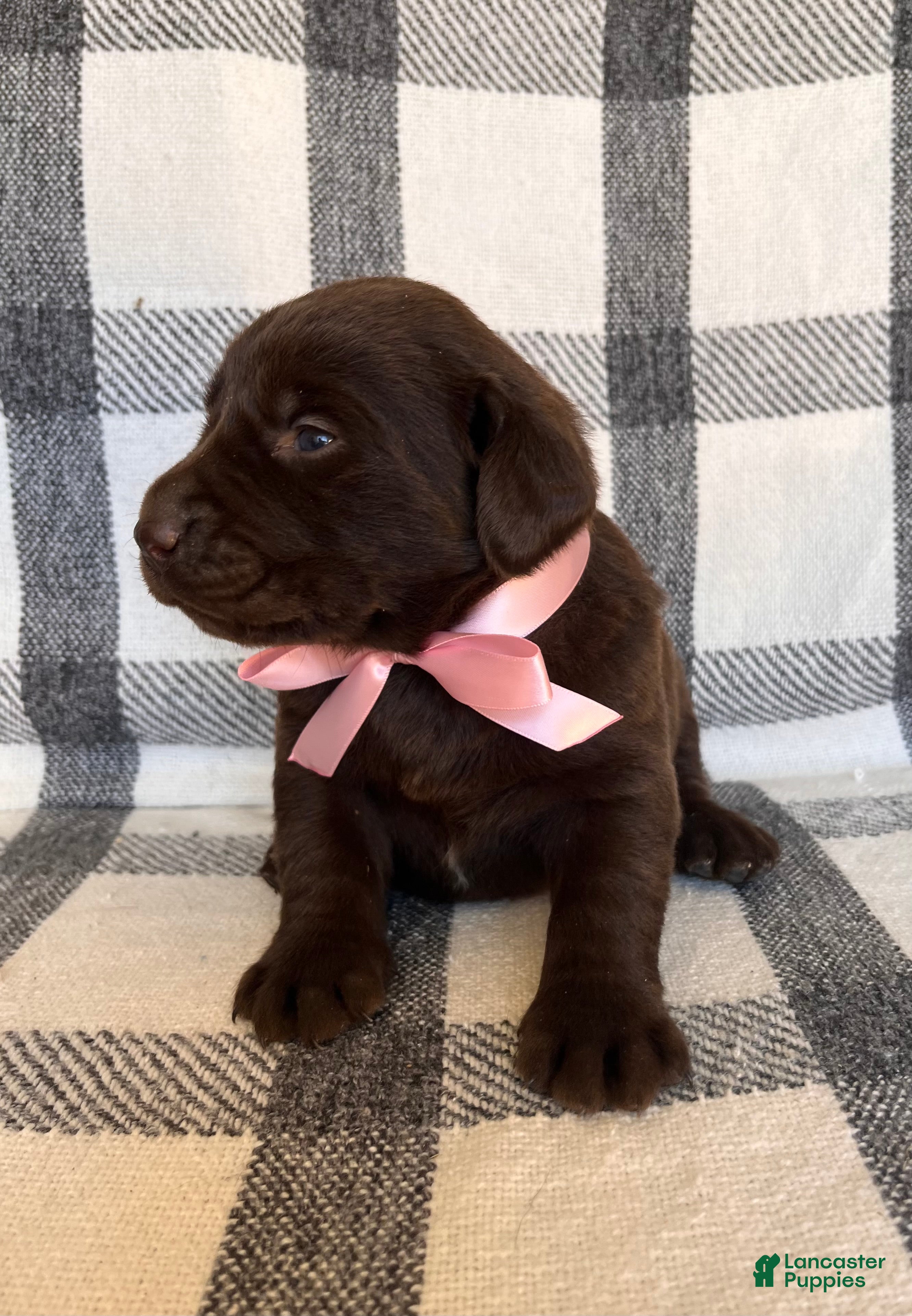 Labrador Retriever dogs for sale: Zara - Ad 2