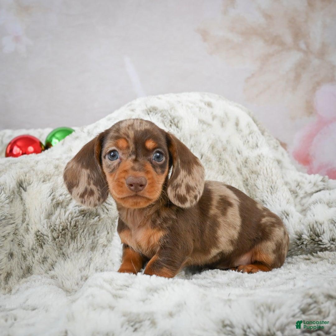 Miniature Dachshund dogs for sale: Mateo - Ad 4