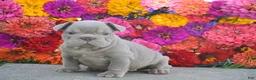 French Bulldog dogs for sale: Caroline - Ad 3