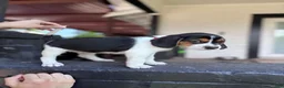 Beagle dogs for sale: Princess 💗 - Ad 2