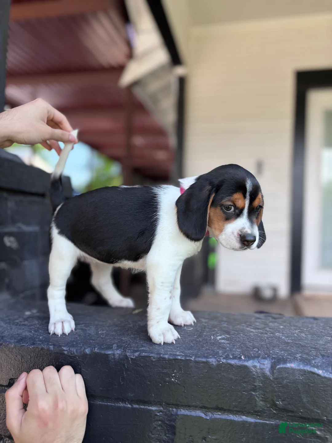 Beagle dogs for sale: Princess 💗 - Ad 2