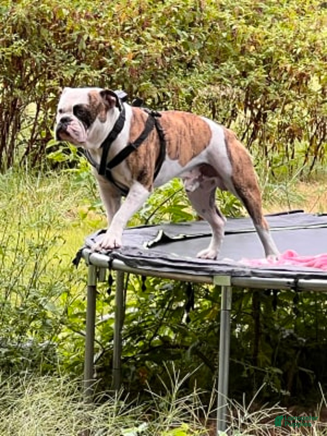 Gallery Image {{count}}