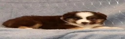 Miniature Australian Shepherd dogs for sale: Farley - Ad 7