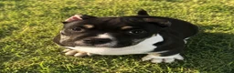American Bully dogs for sale: Turbo - Ad 2