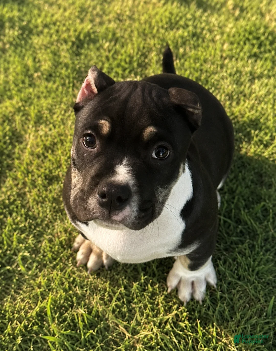 American Bully dogs for sale: Turbo - Ad 2