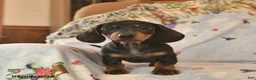 Dachshund dogs for sale: Blaze  - Ad 1