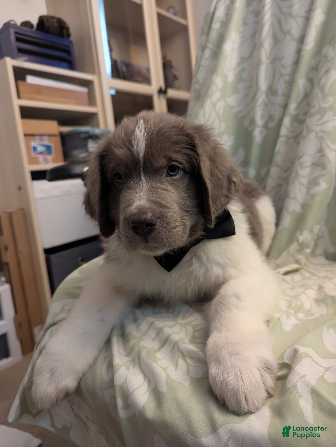 Newfoundland dogs for sale: Snocat - Ad 2