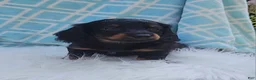 Miniature Dachshund dogs for sale: Vander - Ad 15