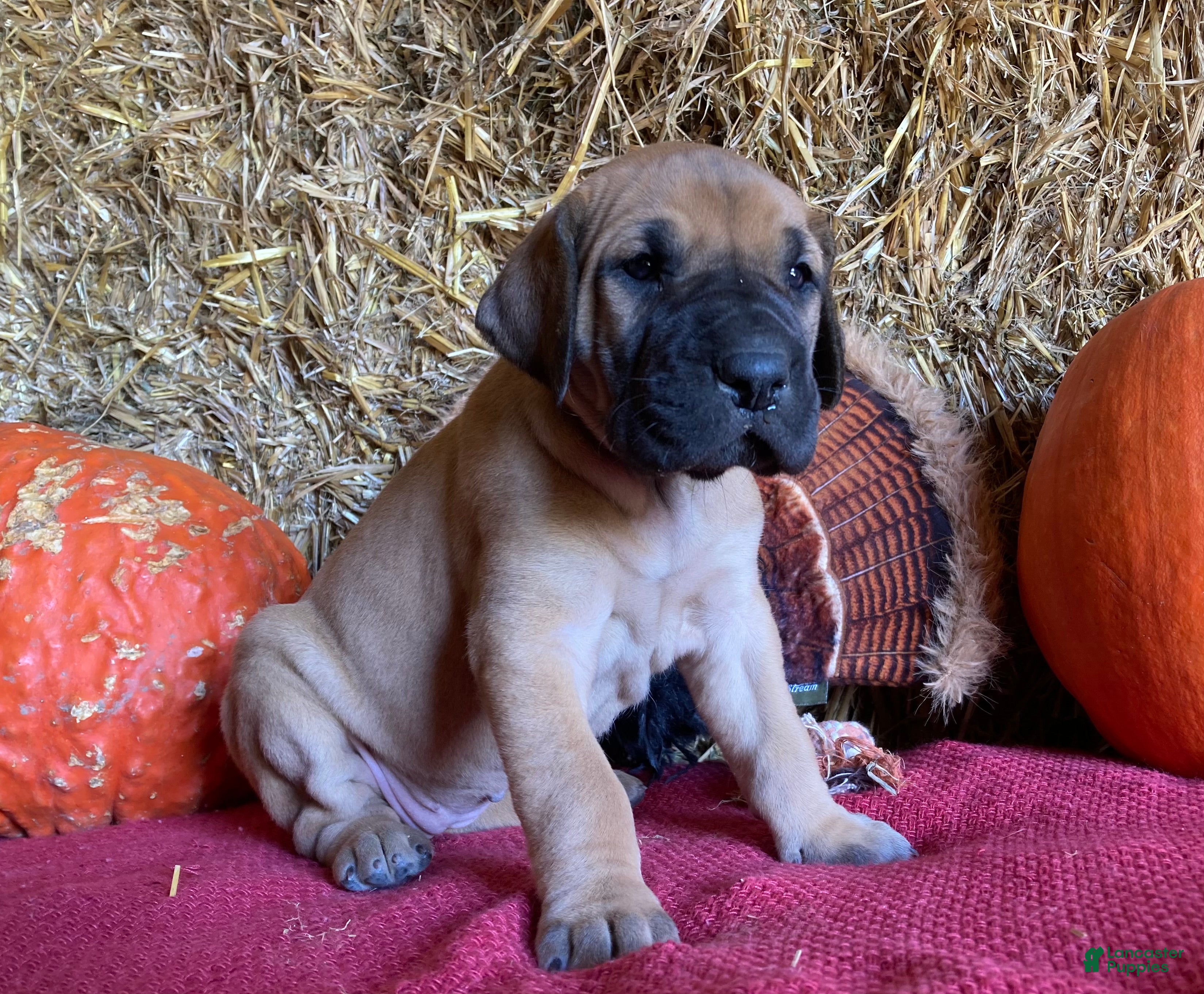 Great Dane dogs Mindy - Ad 2