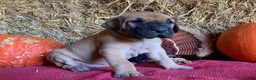 Great Dane dogs for sale: Mindy - Ad 2