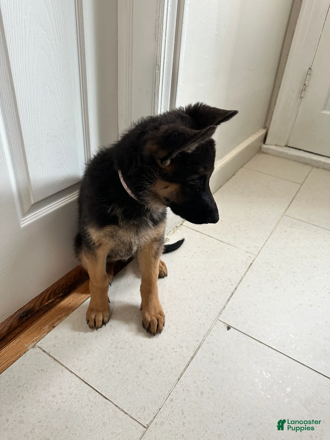 German Shepherd dogs for sale: German Shepherd Puppy 1 - Ad 2