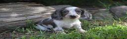 Miniature Dachshund dogs for sale: Dolly - Ad 4