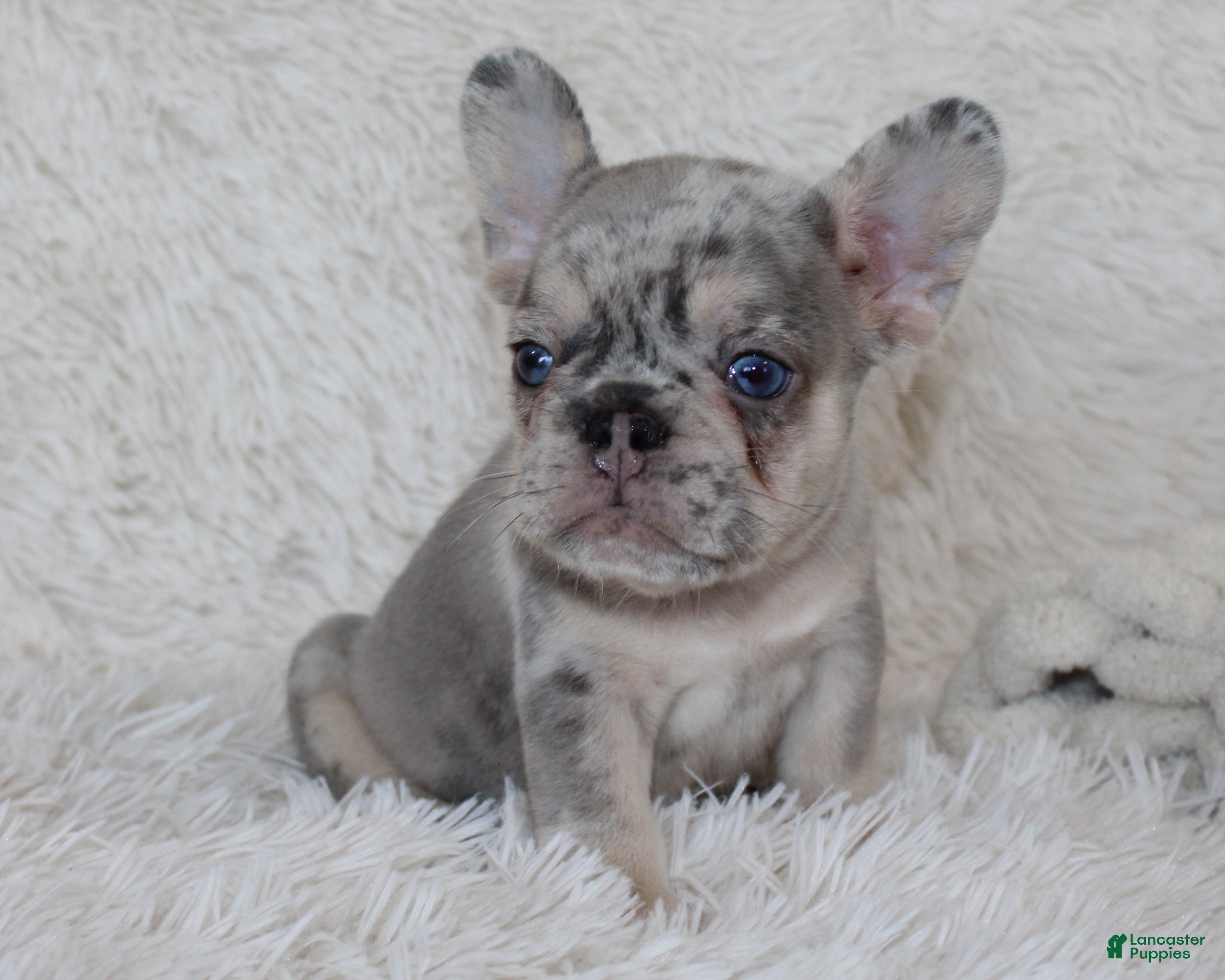 French Bulldog dogs Ike - Ad 2