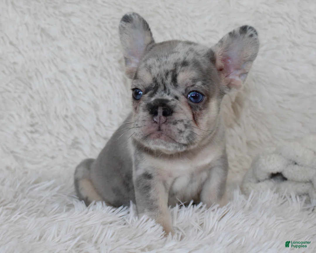 French Bulldog dogs for sale: Ike - Ad 2