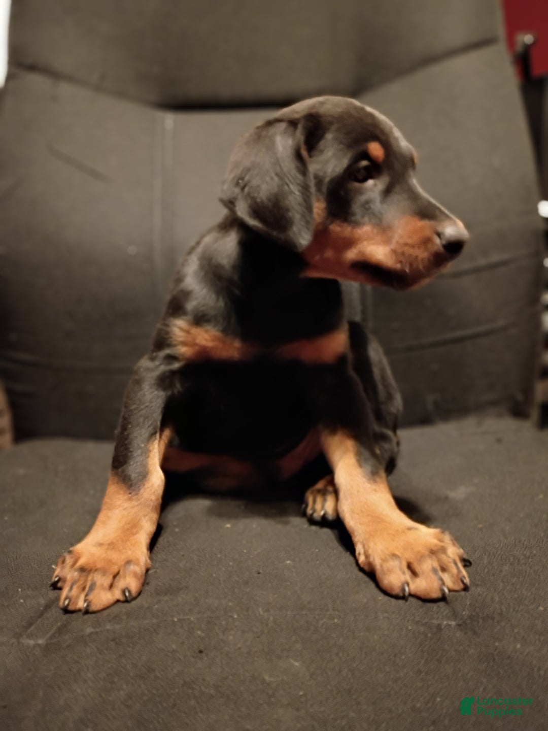 Doberman Pinscher dogs for sale: Koda - Ad 2