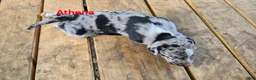Catahoula Leopard Dog dogs for sale: Athena - Female (blue merle)  - Ad 1