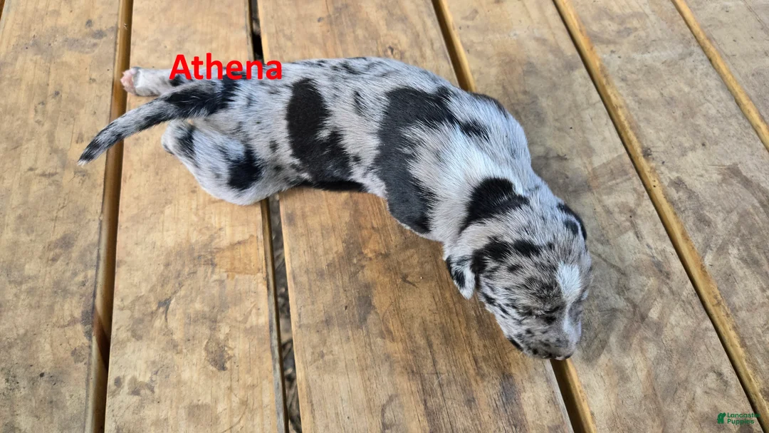 Catahoula Leopard Dog dogs for sale: Athena - Female (blue merle)  - Ad 1