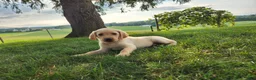 Labrador Retriever dogs for sale: Cody - Ad 5