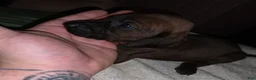 Redbone Coonhound dogs for sale: Redbone Coonhound 2(pink) - Ad 9