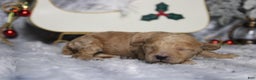 Toy Poodle dogs for sale: Garnet  - Ad 6