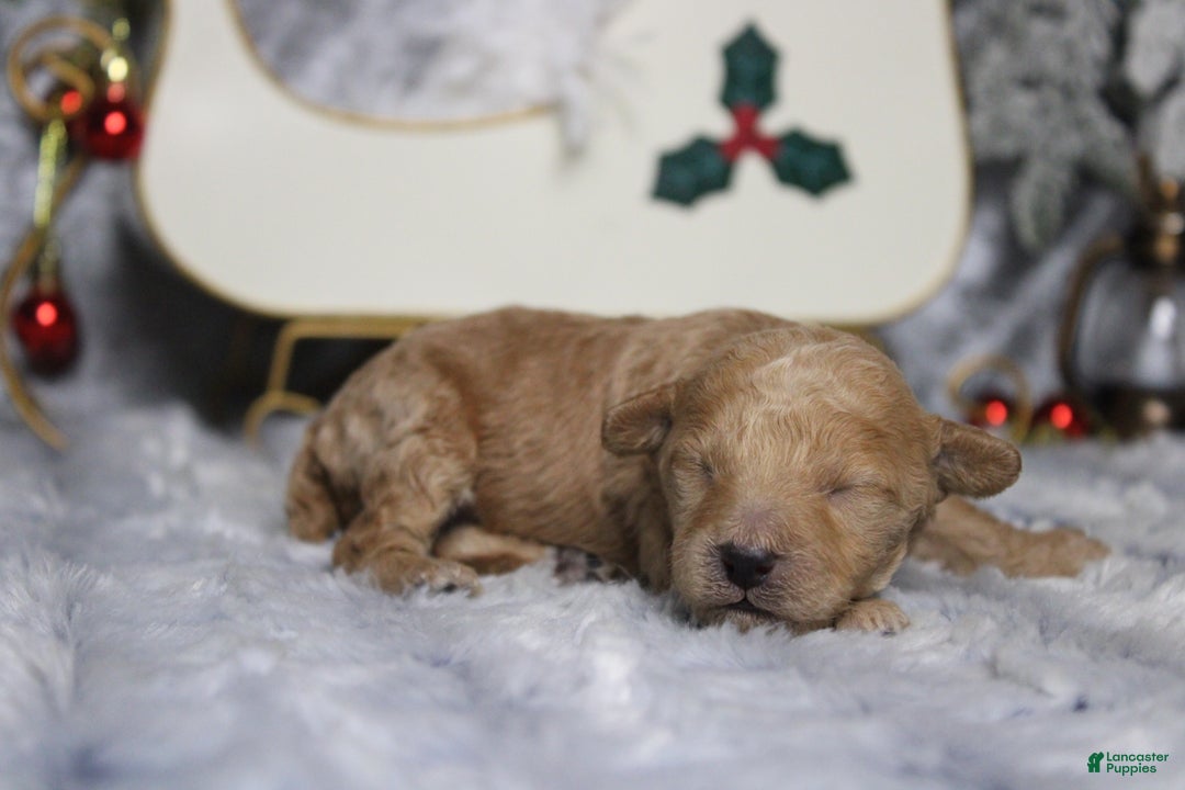Toy Poodle dogs for sale: Garnet  - Ad 6