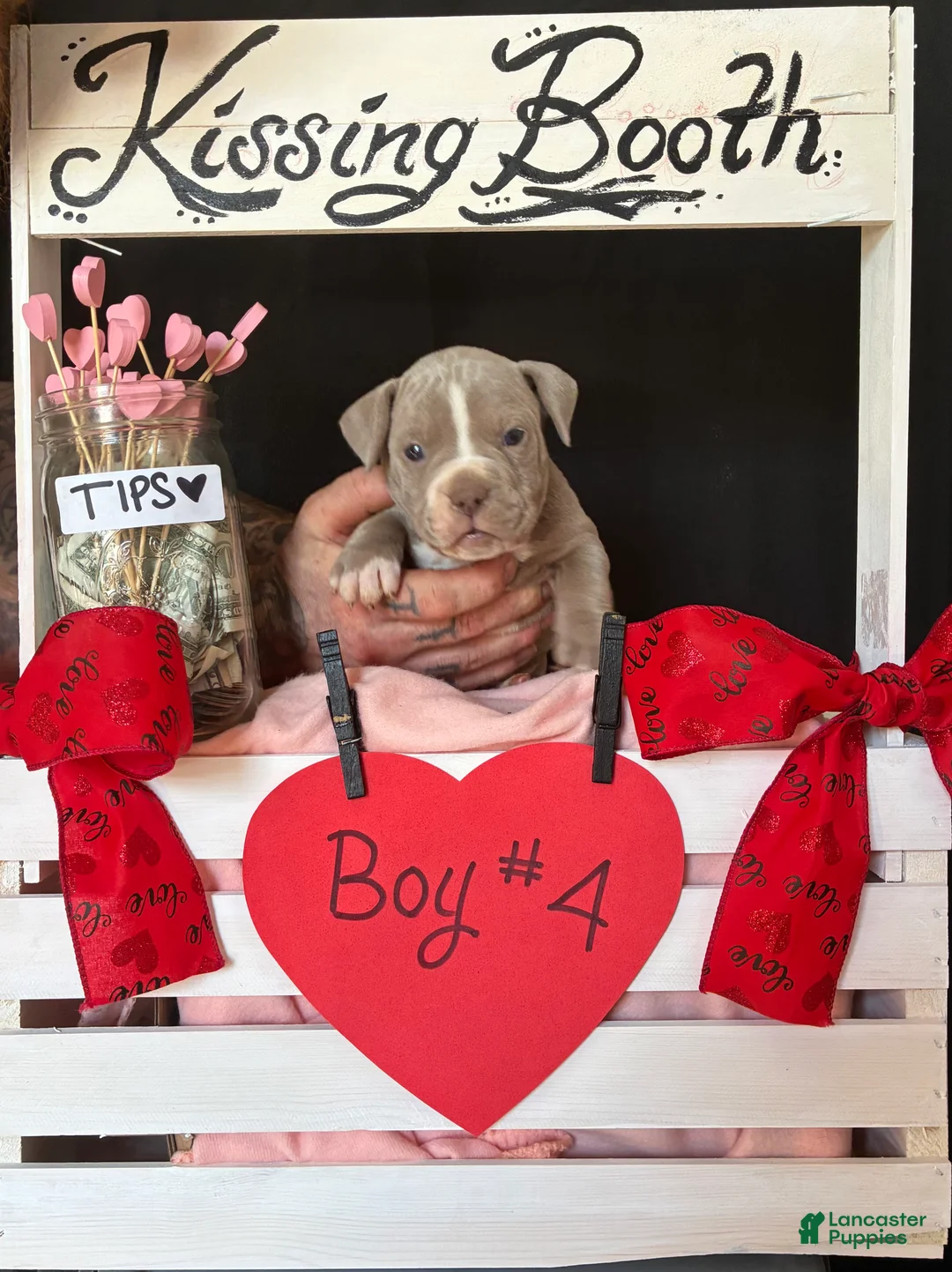 Olde English Bulldogge dogs for sale: Olde English Bulldogge Puppy 4 - Ad 1