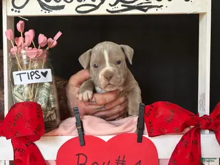 Olde English Bulldogge dogs Olde English Bulldogge Puppy 4 - Ad 22