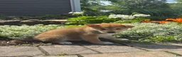 Shiba Inu dogs for sale: Indio - Ad 3