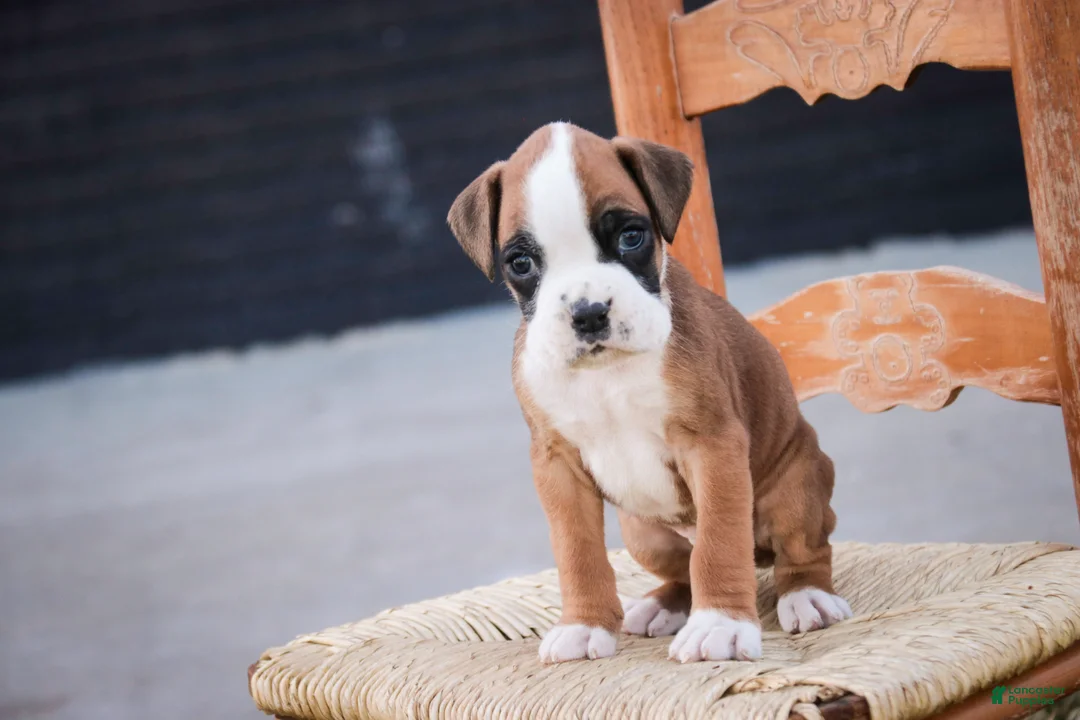 Boxer dogs for sale: Gus - Ad 2
