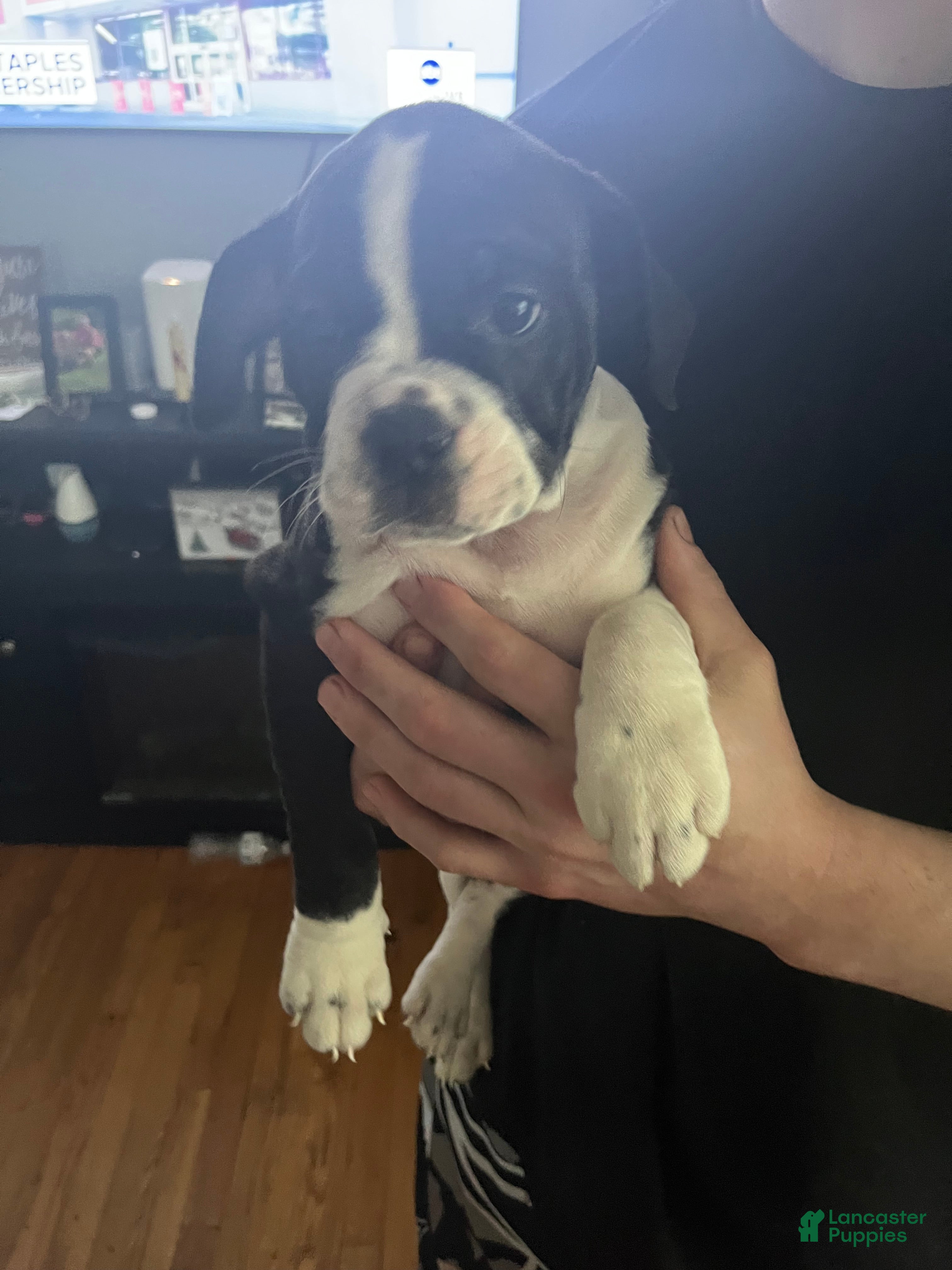 Mixed Breed dogs Jackiee Chan - Ad 6