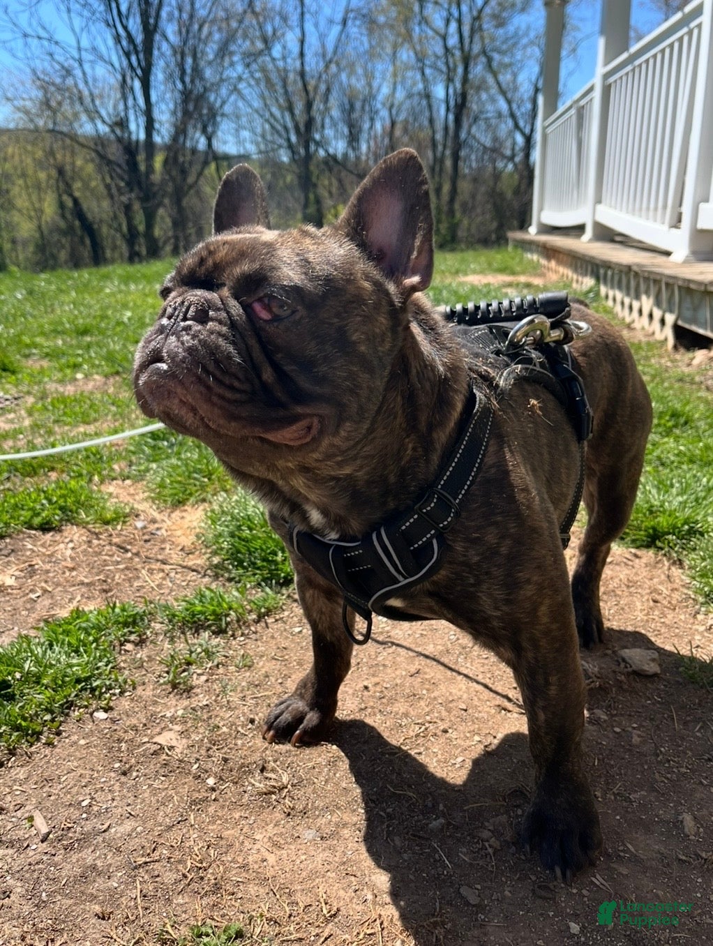 French Bulldog dogs French Bulldog  - Ad 7