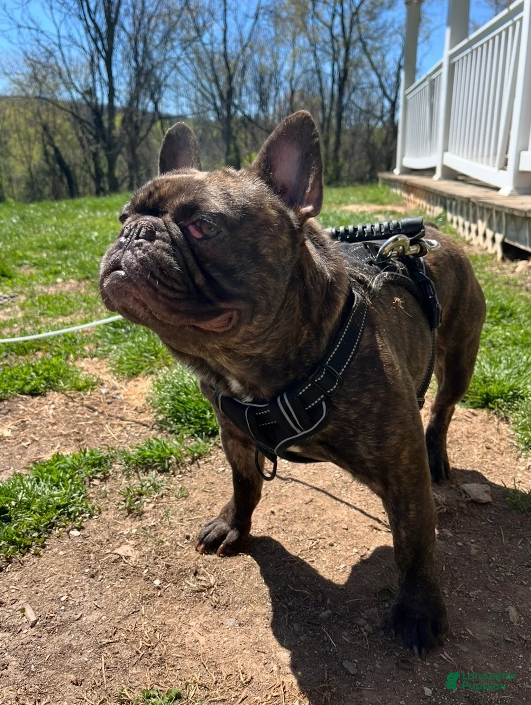 French Bulldog dogs for sale: French Bulldog  - Ad 1