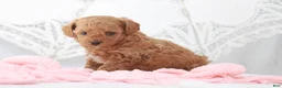 Toy Poodle dogs for sale: Macy - Ad 8