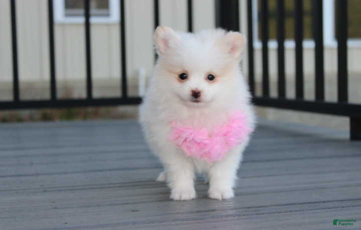 Pomeranian dogs for sale: Marshmallow  - Ad 1