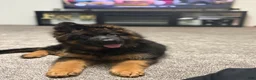 German Shepherd dogs for sale:  Luna - Ad 3