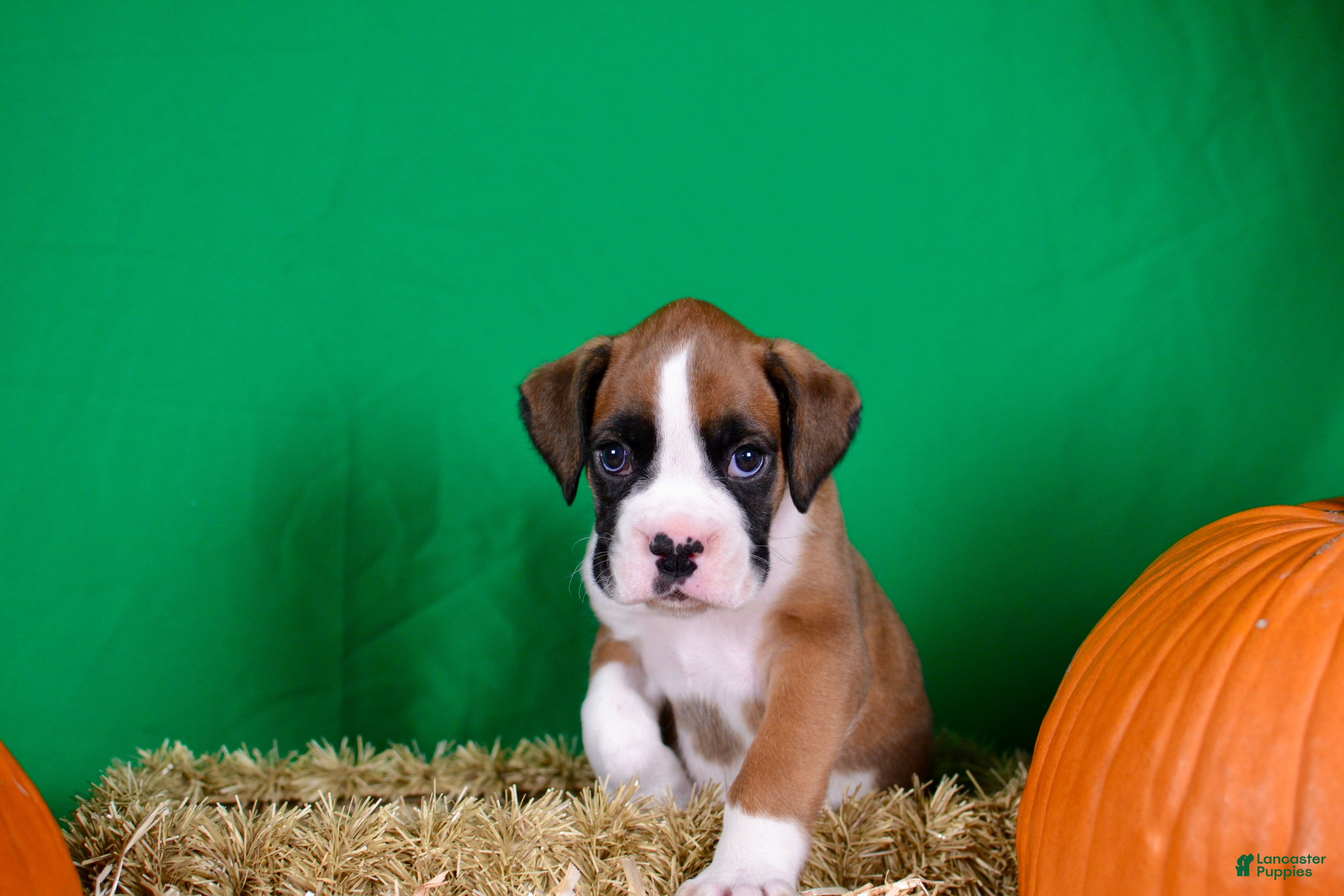 Boxer (Boxer, Male) in Midland, MI