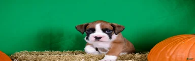 Boxer 2