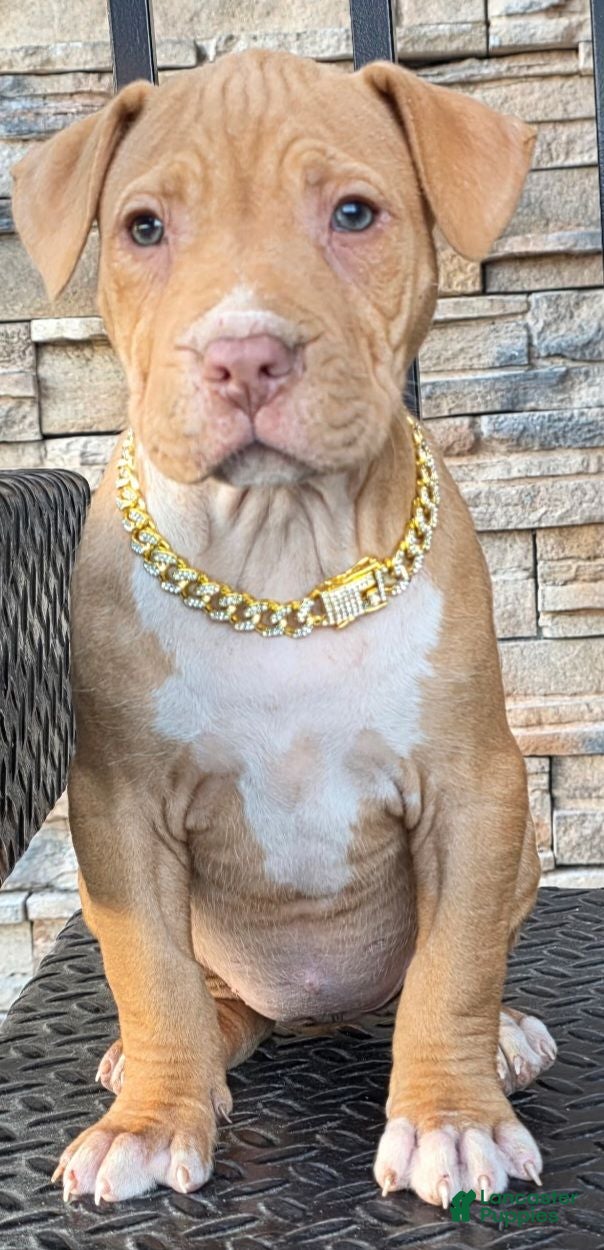 American Pit Bull Terrier dogs Blanca  - Ad 2