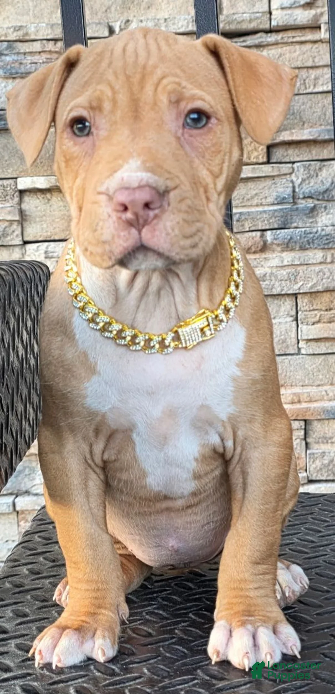 American Pit Bull Terrier dogs for sale: Blanca  - Ad 2