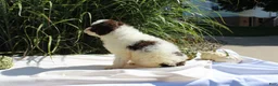 Miniature Poodle dogs for sale: Stella - Ad 6