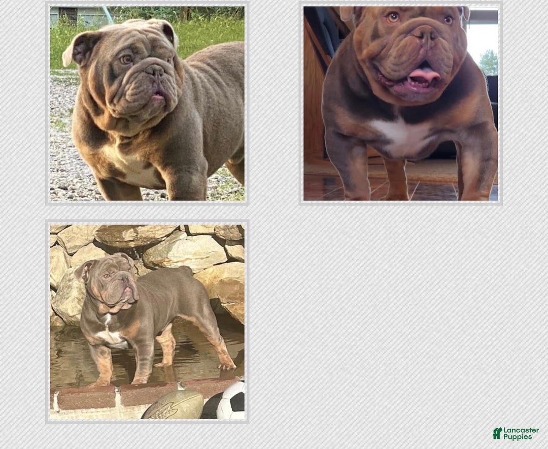 English Bulldog dogs for sale: Coco - Ad 10