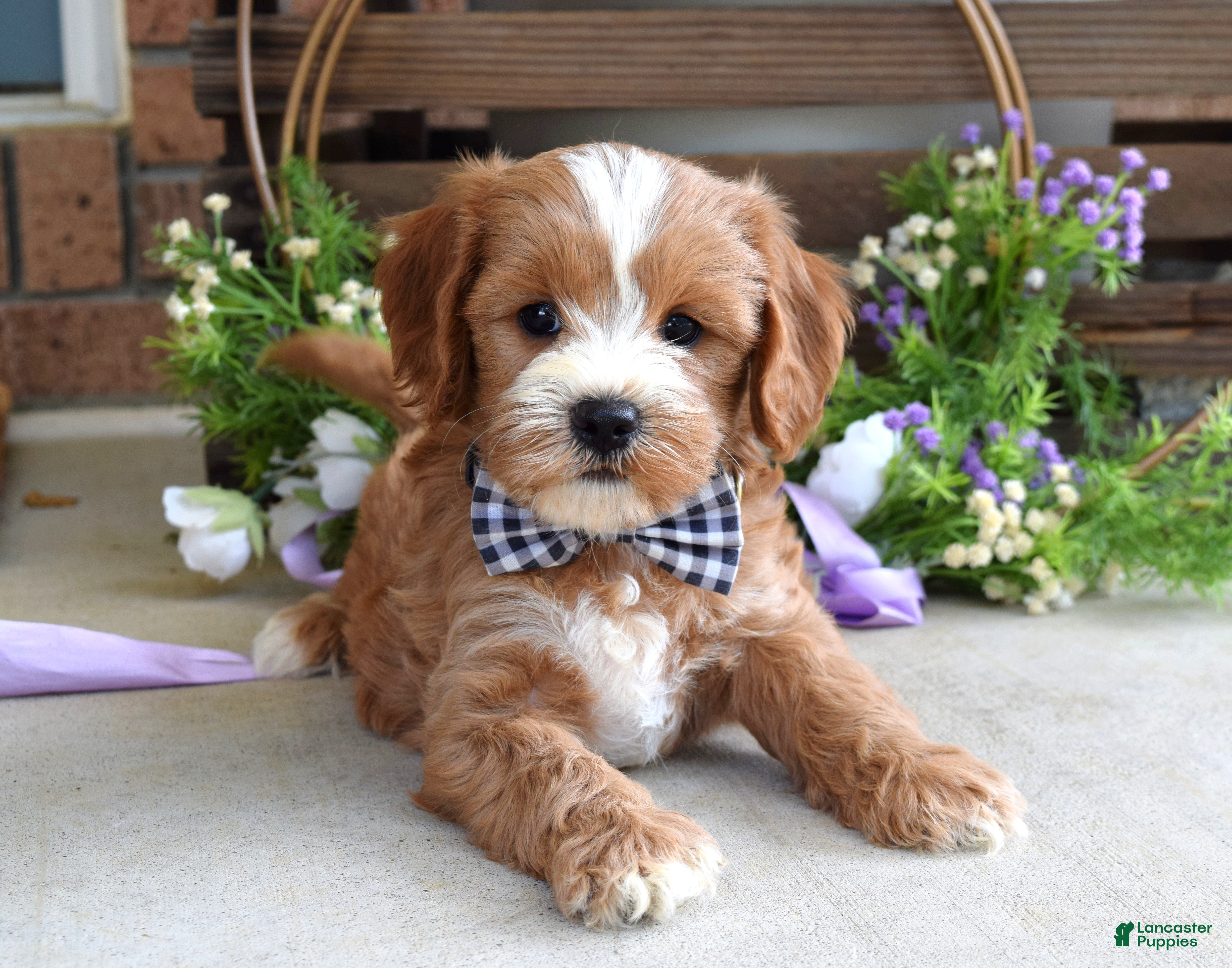Cavapoo dogs for sale: Corbin - Ad 4