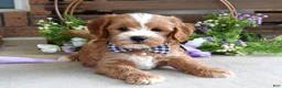 Cavapoo dogs for sale: Corbin - Ad 1