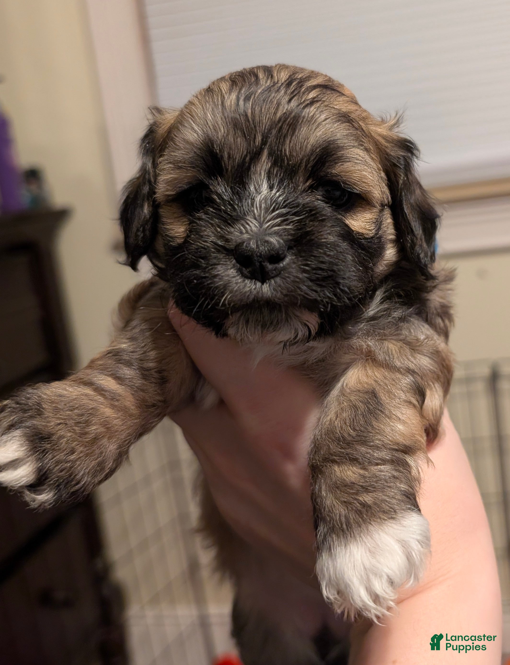 Shihpoo dogs Shichon Puppy Cinnabon  - Ad 2