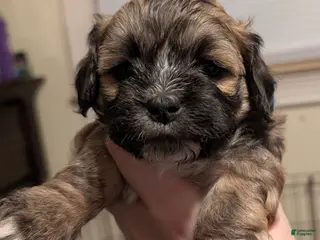 Shihpoo dogs Shichon Puppy Cinnabon - Ad 2