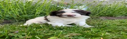 Portuguese Water Dog dogs for sale: Bella - Ad 5