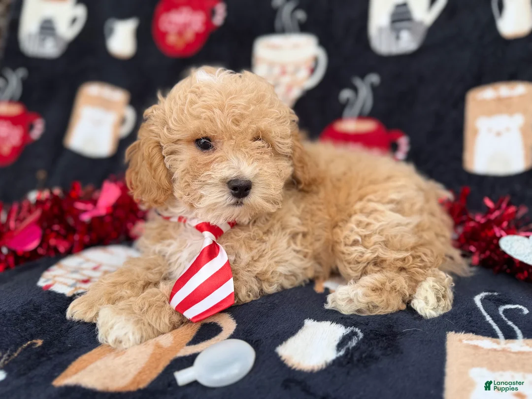 Bichpoo dogs for sale: Zane - Ad 8