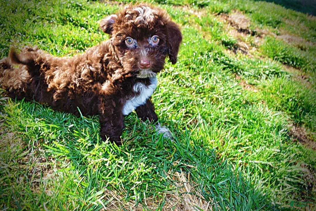 Havapoo dogs for sale: Sunny - Ad 19